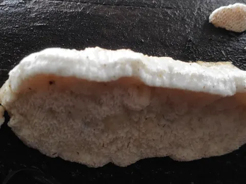Brown-staining Cheese Polypore