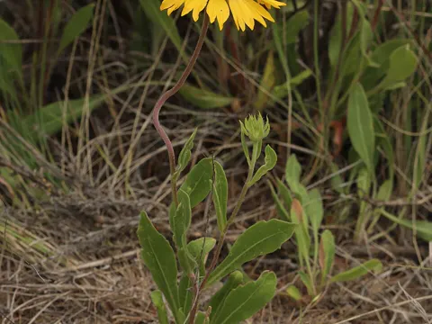 Blanket Flower