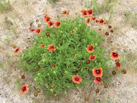 Firewheel