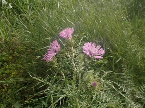 Boar Thistle