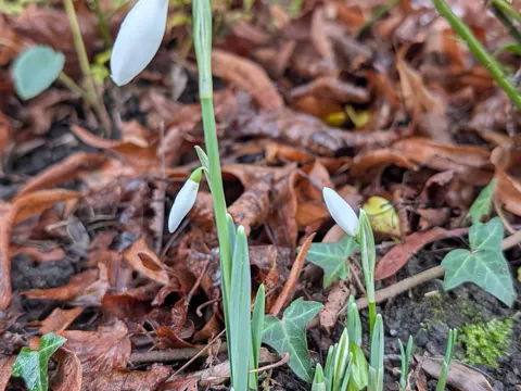 Snowdrop