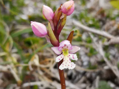 Round-leaved Orchid