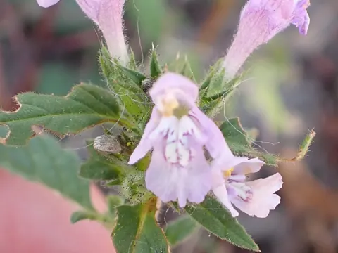 Broad-leaved Hemp-nettle
