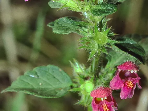 Downy Hemp-nettle