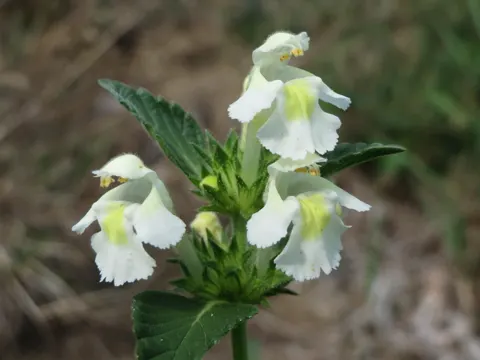 Downy Hemp-nettle