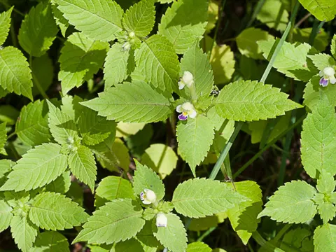 Large-flowered Hemp-nettle