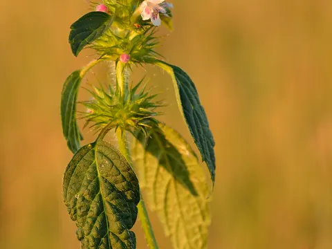 Common Hemp-nettle