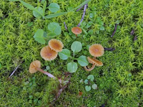 Threatened Webcap