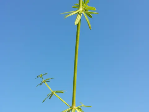 White Bedstraw