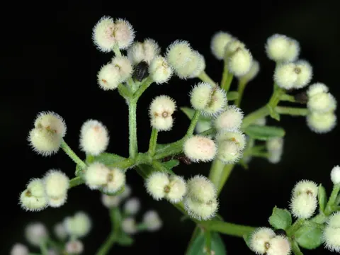 Northern Bedstraw