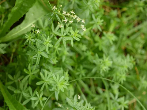 Hedge Bedstraw