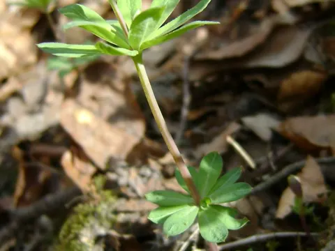 Wood Bedstraw