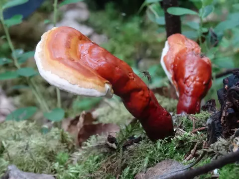 Reishi