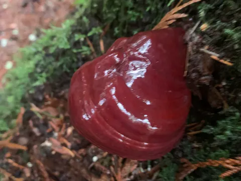 Oregon Polypore