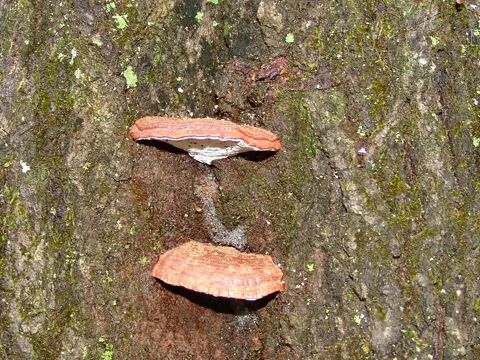 Beeswax Bracket