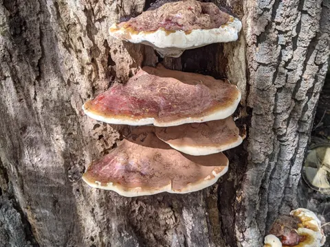 Varnished Shelf Fungus