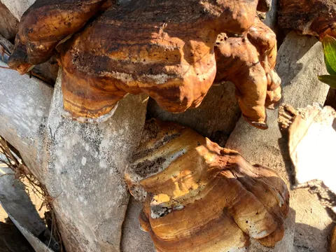 Artist's Conk