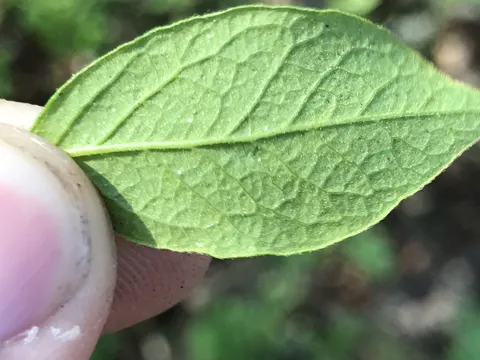 Black Huckleberry
