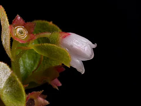 Dwarf Huckleberry