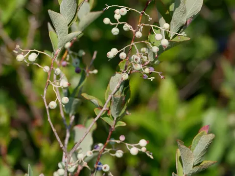 Dangleberry