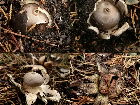 Crowned Earthstar