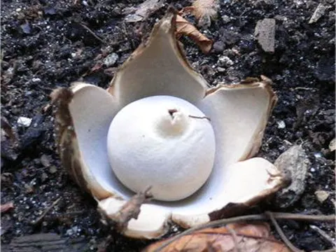 Sessile Earthstar