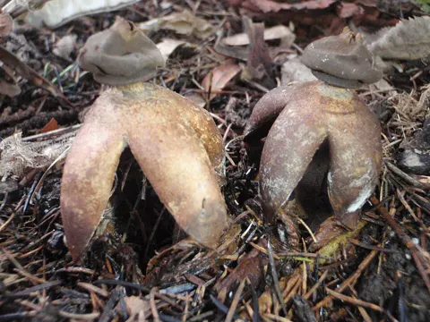 Arched Earthstar