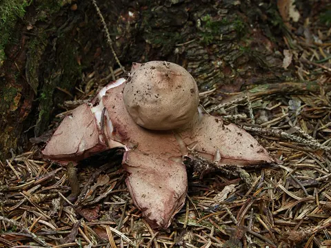 Rosy Earthstar