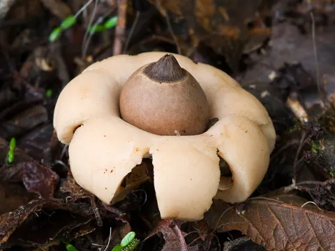 Rounded Earthstar