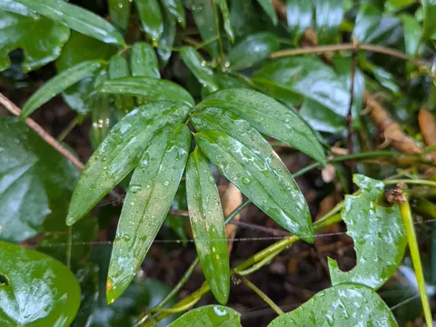 Climbing Lily