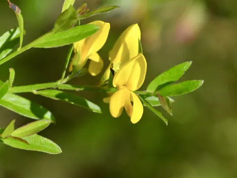 Dyer's Greenweed