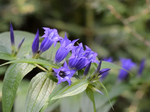 Willow gentian