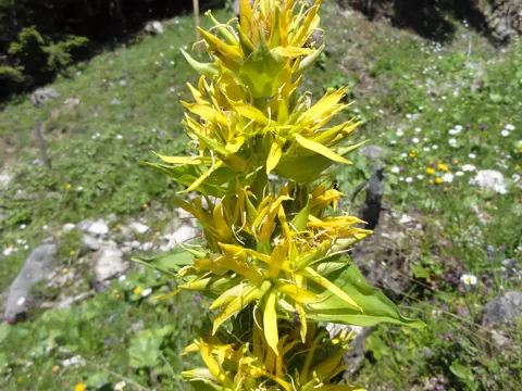 Yellow Gentian