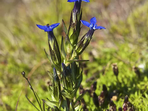 Alpine Gentian
