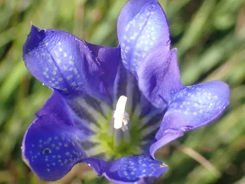 Marsh Gentian