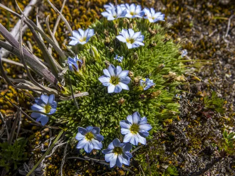 Alpine Gentian