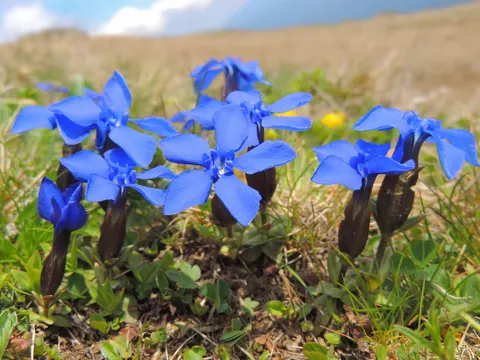 Spring Gentian