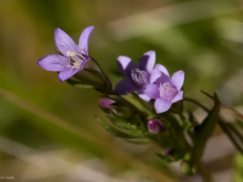 Autumn Gentian