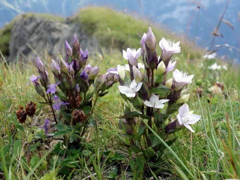 Field Gentian