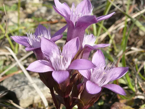 Chiltern-gentian