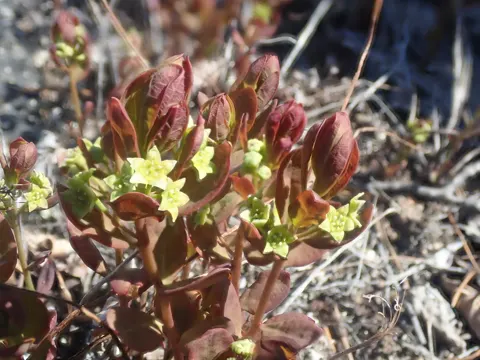 Northern Comandra