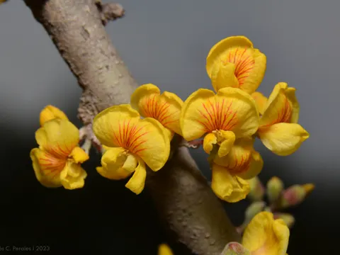 Chañar