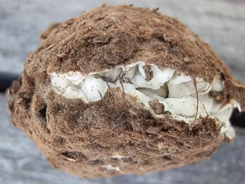 Cooper's Truffle