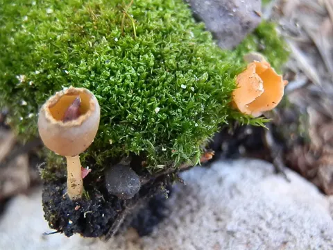 Charcoal Cup Fungus