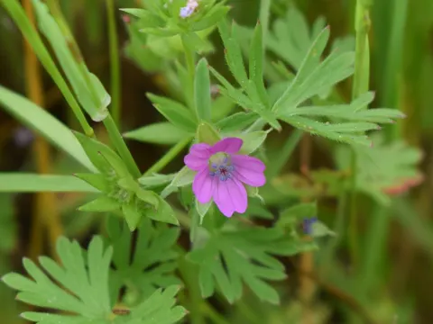 Cut-leaved Crane's-bill