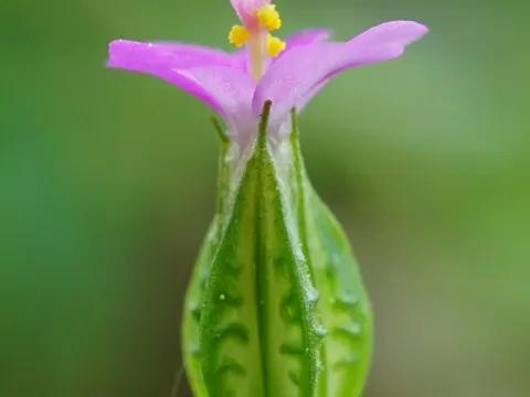 Shining Crane's-bill
