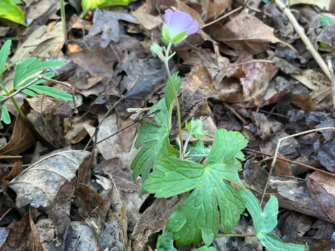 Wild Geranium