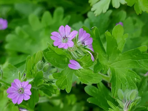 Dove's-foot Crane's-bill