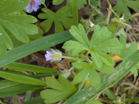 Small Geranium