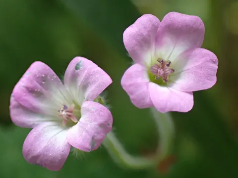 Round-leaved Crane's-bill